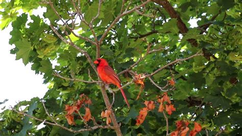 Male CARDINAL singing loud, another Cardinal responding. #Male #CARDINALS #Birds #Nature #ON # ...