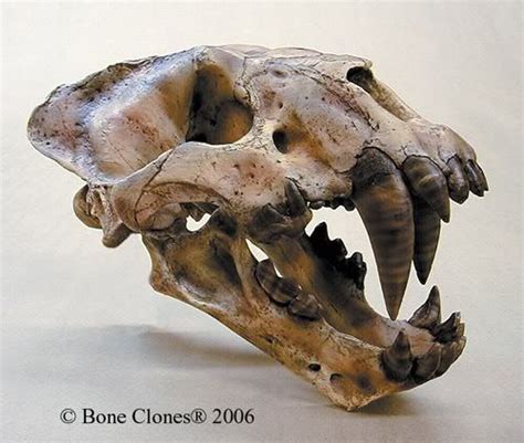 Panthera atrox | Animal skulls, Skull, Extinct animals