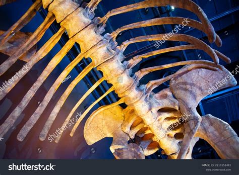 Patagotitan Skeleton On Display Stock Photo 2210151481 | Shutterstock