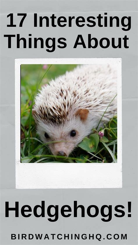 17 Fun Facts About Hedgehogs! [2024] | Fun facts about animals, Nature kids, Animal facts