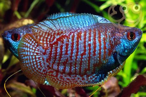 Dwarf Gourami - Trichogaster lalius Fish Profile & Care Guide