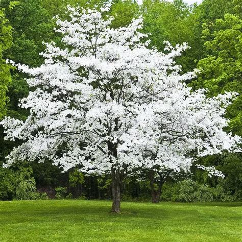 White Dogwood For Sale Online | The Tree Center