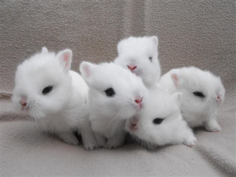 Dwarf Hotot Rabbit: Facts, Personality, Care Sheet & Pictures