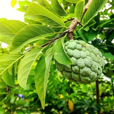 Annona Fruit