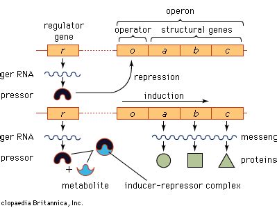 Gene Regulation In Prokaryotes