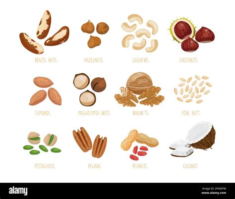 Almonds and pecans and cashews Stock Vector Images - Alamy