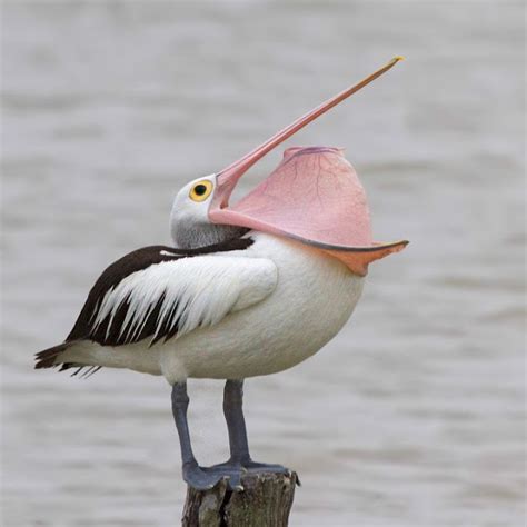 Kay Parkin Birding: Coorong National Park South Australia