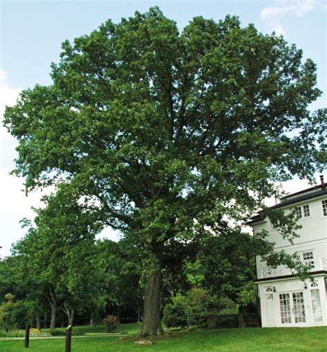 7 Common Types Of Oak Trees In Connecticut - ProGardenTips