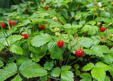 Strawberry Varieties: The Complete Guide (Updated 2022)