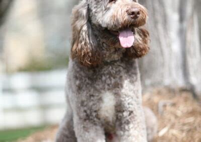 Brodie | Good Day Doodles | Australian Labradoodles in North Carolina