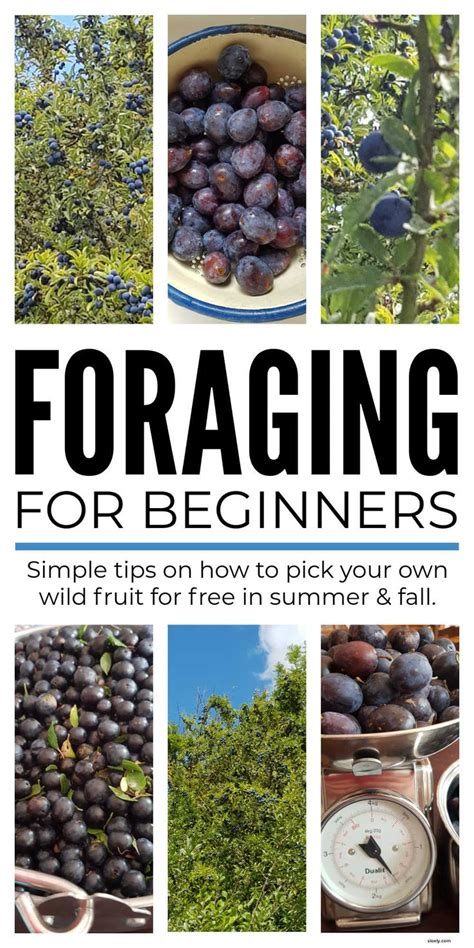 Foraging Wild Food For Beginners | Wild food foraging, Foraging recipes ...