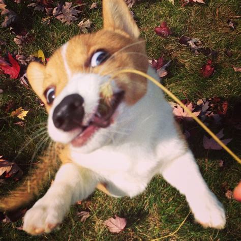 62 best Corgis DERPin'! images on Pinterest | Corgi, Corgis and Doggies