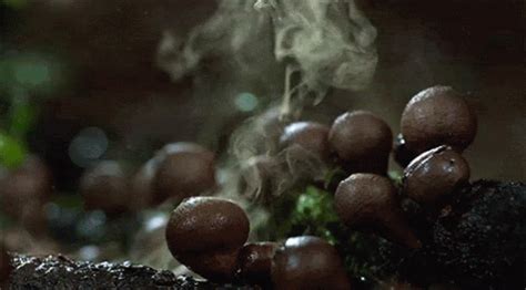 Spores Mushroom GIF - Spores Mushroom Mushroom Spores - Discover ...