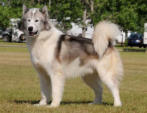 LIFE SPAN OF CANADIAN ESKIMO DOG