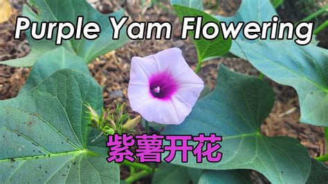 Why My Purple Yam Is Flowering | Growing Purple Sweet Potatoes | Purple ...