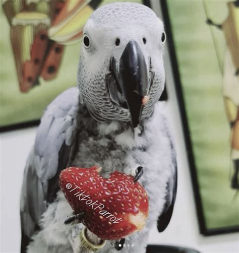 African Grey Parrot Price & Owning Cost