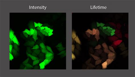 FRET/FLIM microscopy to analyze androgen receptor dimerization and ...