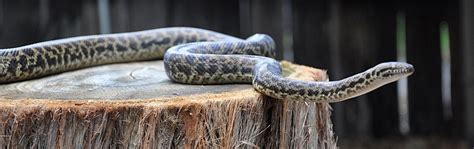 Spotted Python - Australian Reptile Park