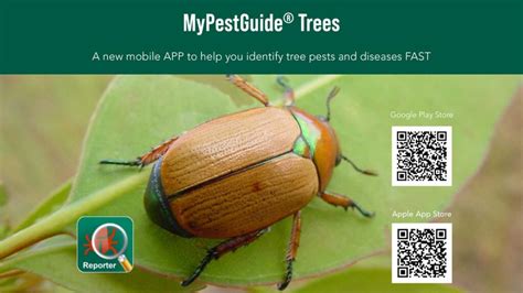 New mobile app to record tree pests – Bundaberg Now