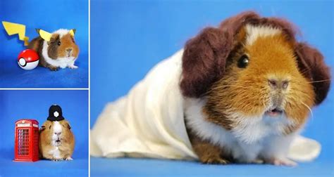 You Need To See Fuzzberta The Awesome Cosplaying Guinea Pig