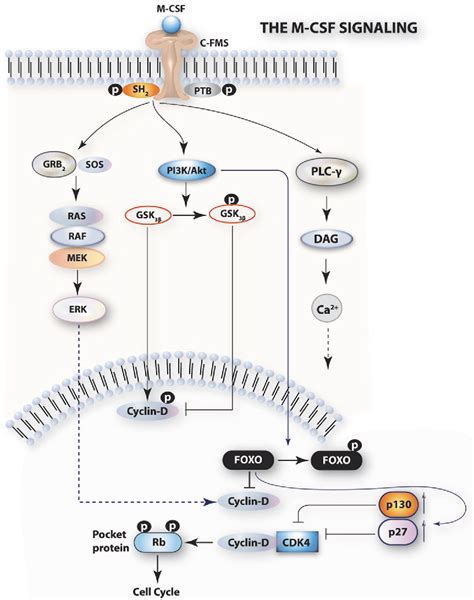 Figure 1 from Osteoclastogenesis--current knowledge and future ...