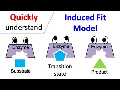 What Is The Induced Fit Model Of Enzyme Function - slidesharetrick