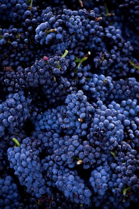 Pinot Noir grape clusters at harvest time! | Grapes, Pinot noir grapes ...