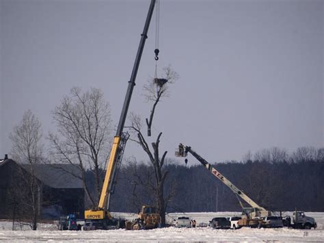 Bald eagle habitat destroyed for wind turbine construction - Greener Ideal