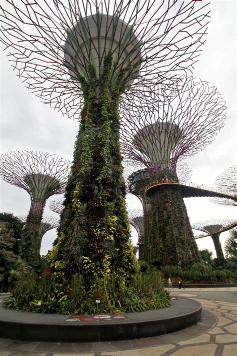 Supertree Grove: A Perfect Balance Between Nature and Technology at Gardens by the Bay in ...