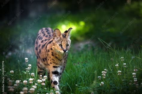 Magnificent Serval hunting Stock Photo | Adobe Stock