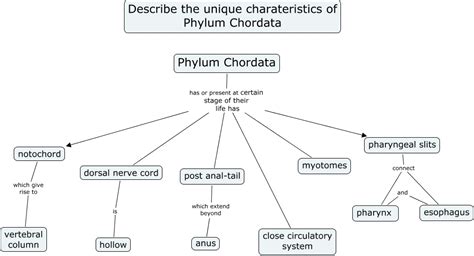 Chordata - Cardiovascular