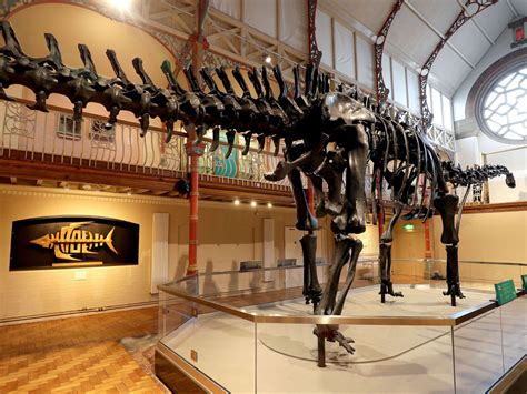 Dippy the Diplodocus skeleton is touring the UK | Diplodocus, Touring ...