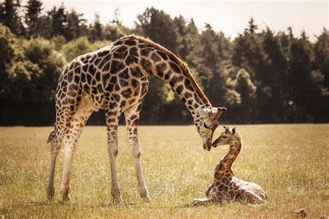 Baby Giraffe Wallpapers - Wallpaper Cave