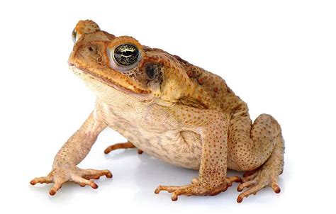 Cane Toad | The Animal Facts Habitat, Diet, Appearance, Facts and More