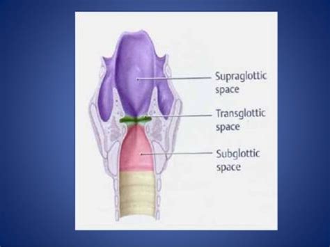 Larynx anatomy and laryngeal ca