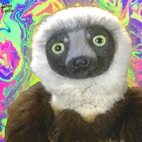 Living Cartoon — 🙏🍃 R.I.P. The lemur of zoboomafoo 🌳🙏 ...