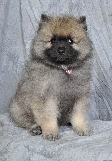 Keeshond puppies | Keeshond dog, Dog mommy, Keeshond puppy