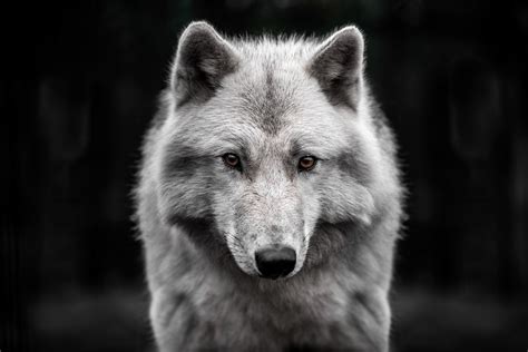 Arctic Wolf - Facts and Beyond | Biology Dictionary