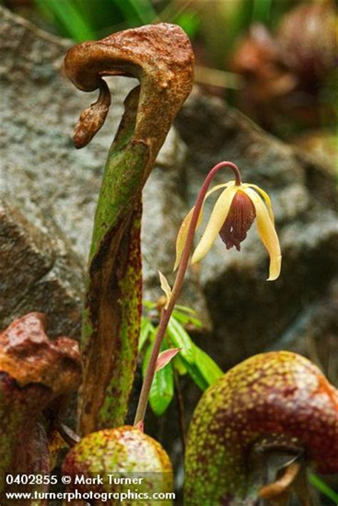 Darlingtonia californica | California Pitcher Plant | Wildflowers of the Pacific Northwest