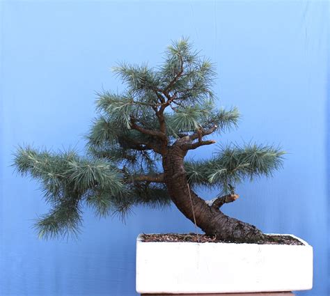 CEDRUS DEODARA | Wattos Bonsai Blog