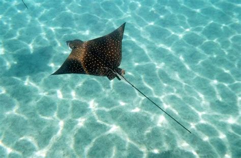 Spotted Eagle Ray - Four Winds Maui Snorkeling - Molokini Snorkel Boat ...