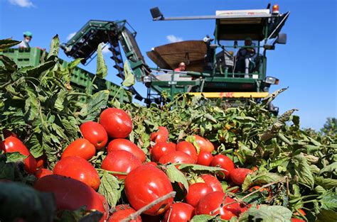 How to make fresh tomatoes less squishable | Science | AAAS