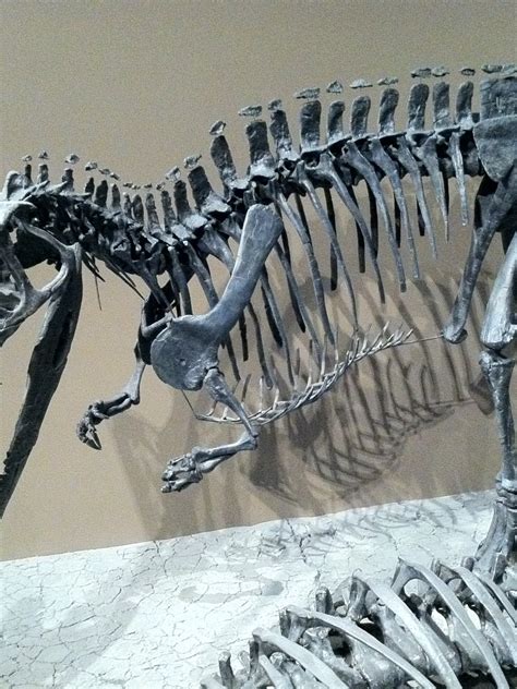 Ceratosaurus Skeleton