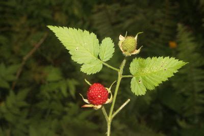 Rubus L. | Plants of the World Online | Kew Science