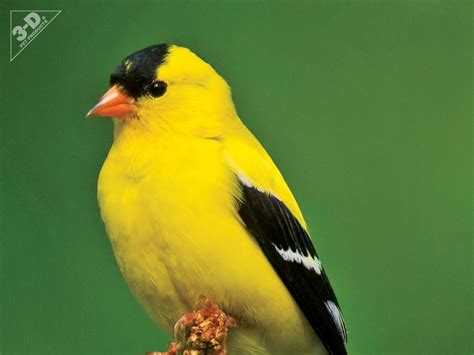 American Goldfinch - 3D® Pet Products3D® Pet Products