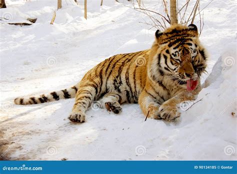 Wounded tiger stock image. Image of hunting, themes, wild - 90134185