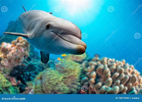 Dolphin Underwater on Reef Background Stock Photo - Image of marine ...