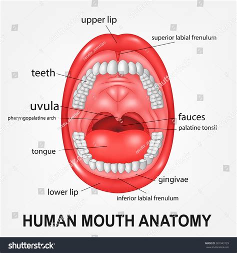 Human Mouth Anatomy, Open Mouth With Explaining Stock Photo 381943129 ...