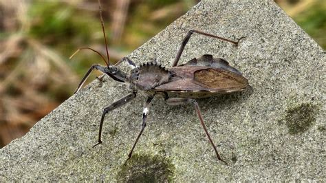 1.5" long North American Wheel Bug, Middlebury : r/Connecticut