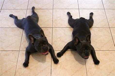 French Bulldog Health Issues- How to stop them? - AskFrenchie.com